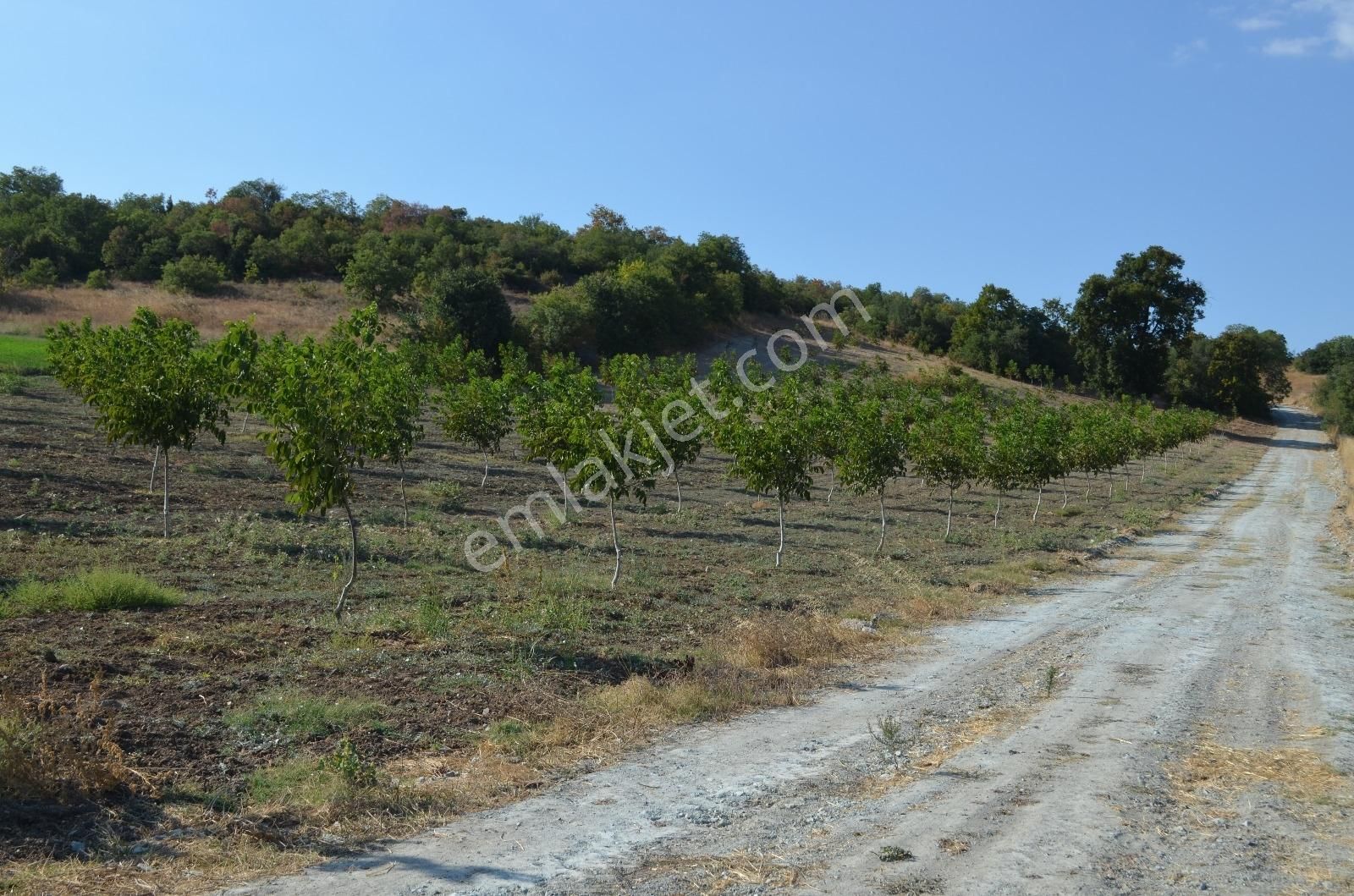 Akev'den Yenişehir Mahmudiye'de Yola 200 M Cepheli Ceviz Tarlası - Görsel 9