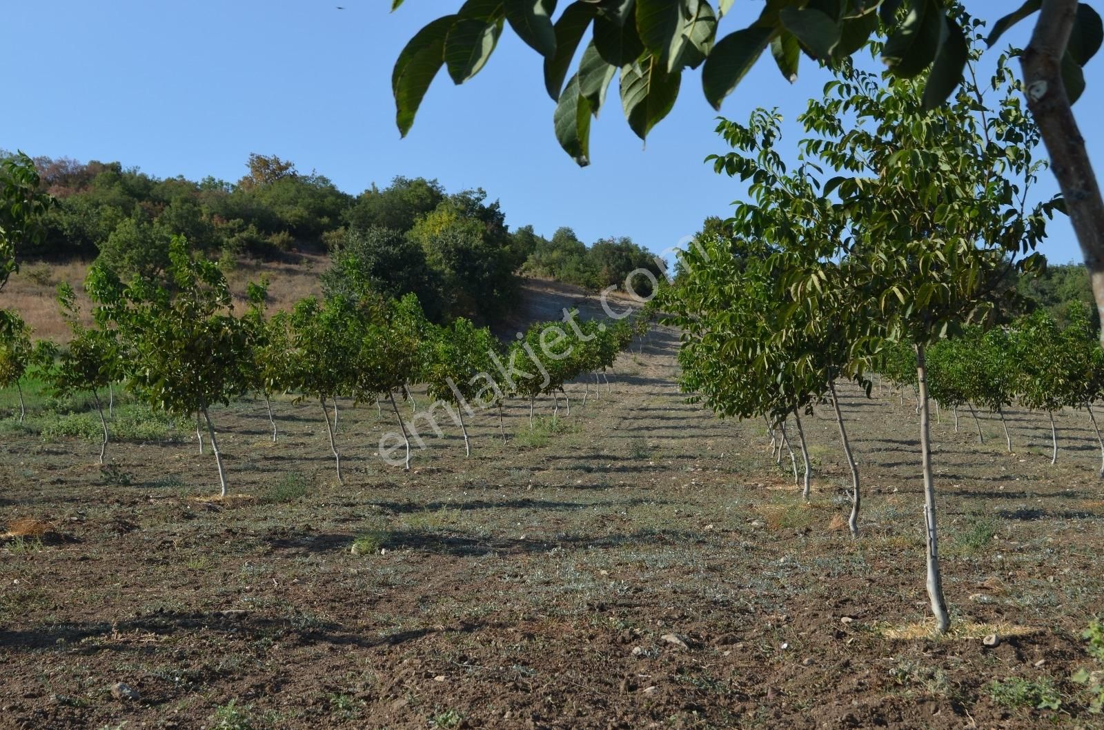 Akev'den Yenişehir Mahmudiye'de Yola 200 M Cepheli Ceviz Tarlası - Görsel 29