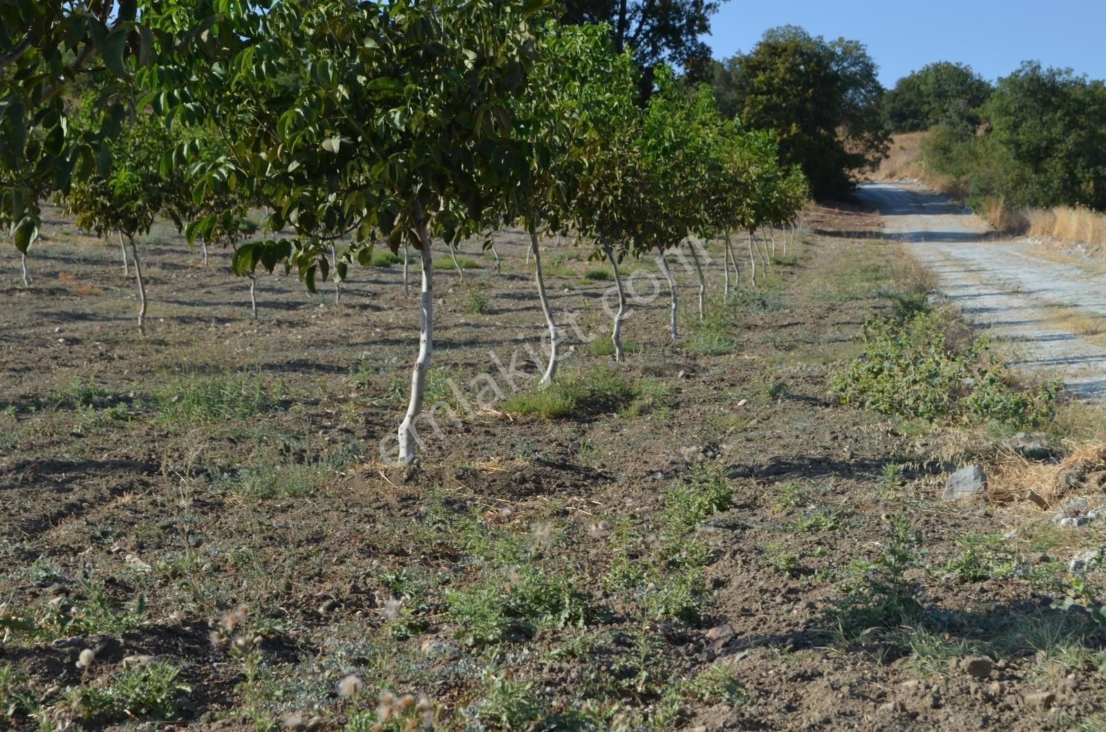 Akev'den Yenişehir Mahmudiye'de Yola 200 M Cepheli Ceviz Tarlası - Görsel 28
