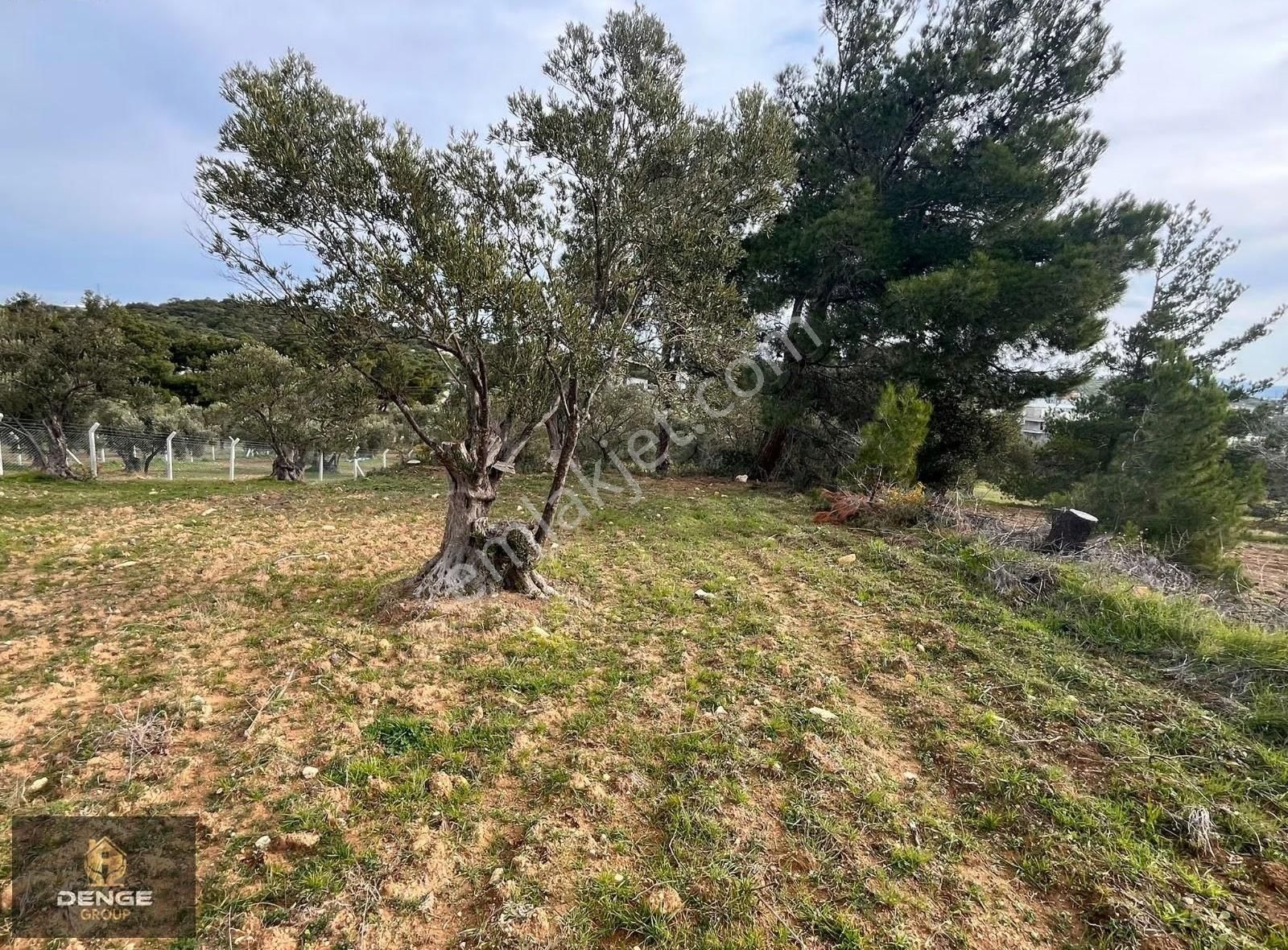 Dikili Çandarlıda Merkeze Yürüme Mesafesinde 323m2 Bahçe - Görsel 3