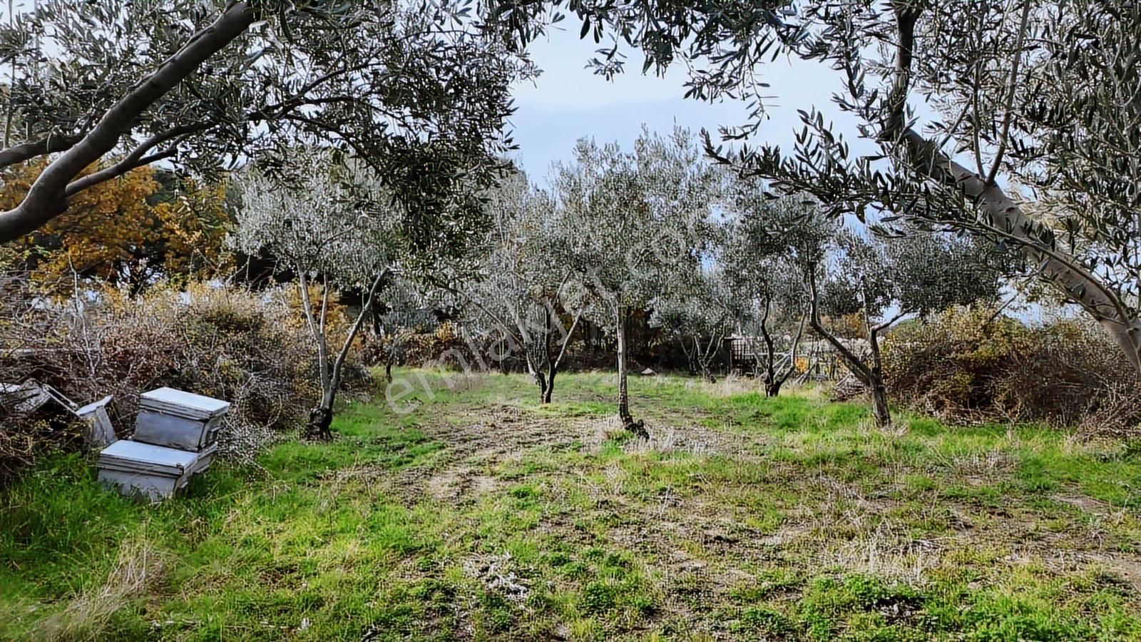 Kozak Yaylası Satılık ( 900 M2)