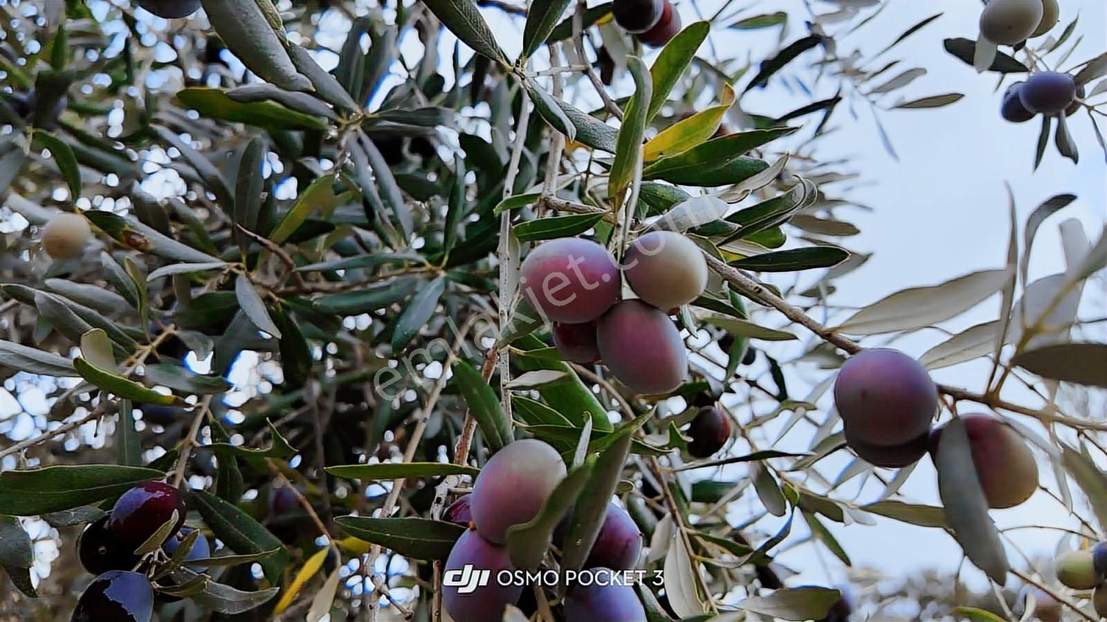 Kozak Yaylası Satılık ( 900 M2) - Görsel 15