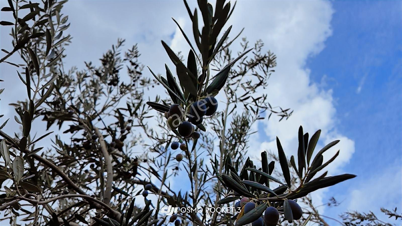 Kozak Yaylası Satılık ( 900 M2) - Görsel 6