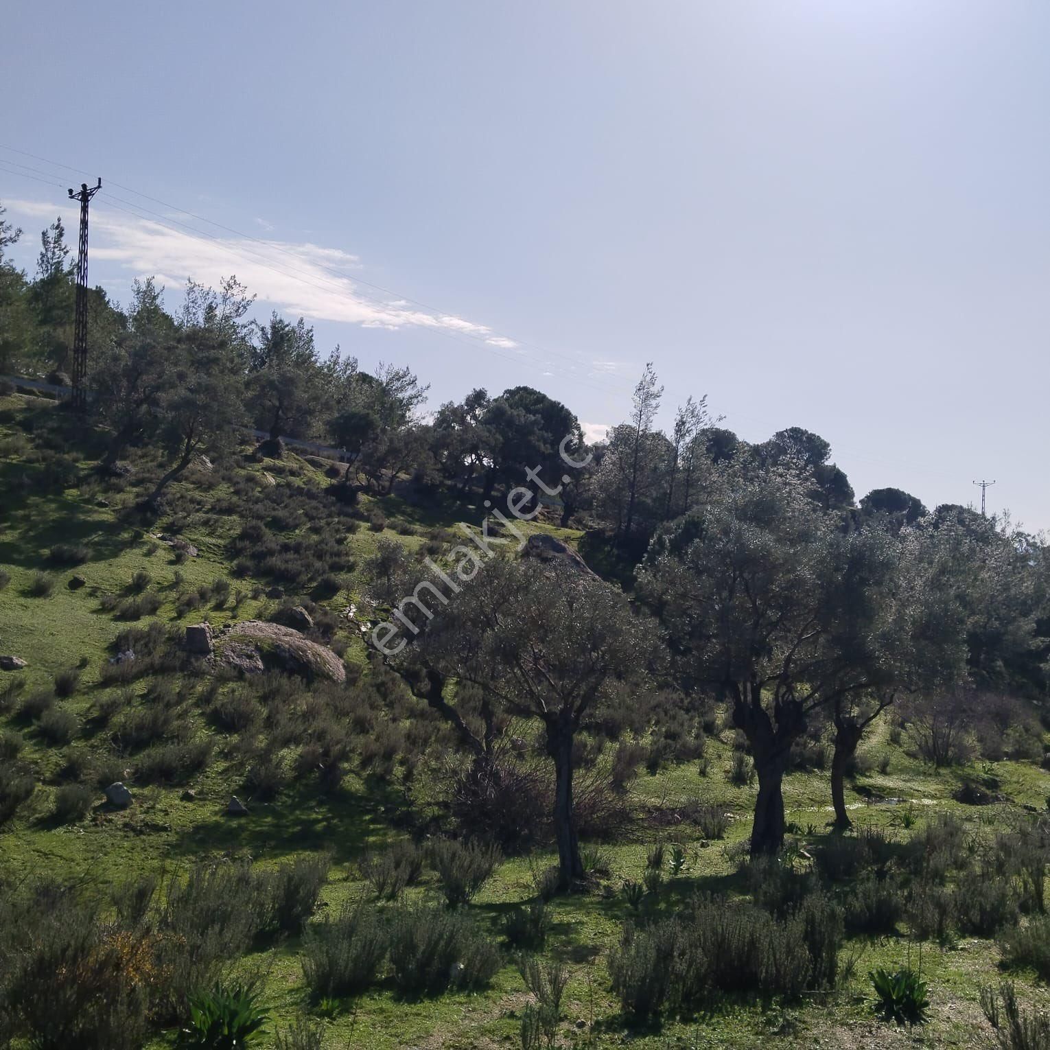 Balcity - Muğla Milas’da Asfalt Yola Cephe 23 Dönüm Arazi Yatırım Fırsatı - Görsel 19