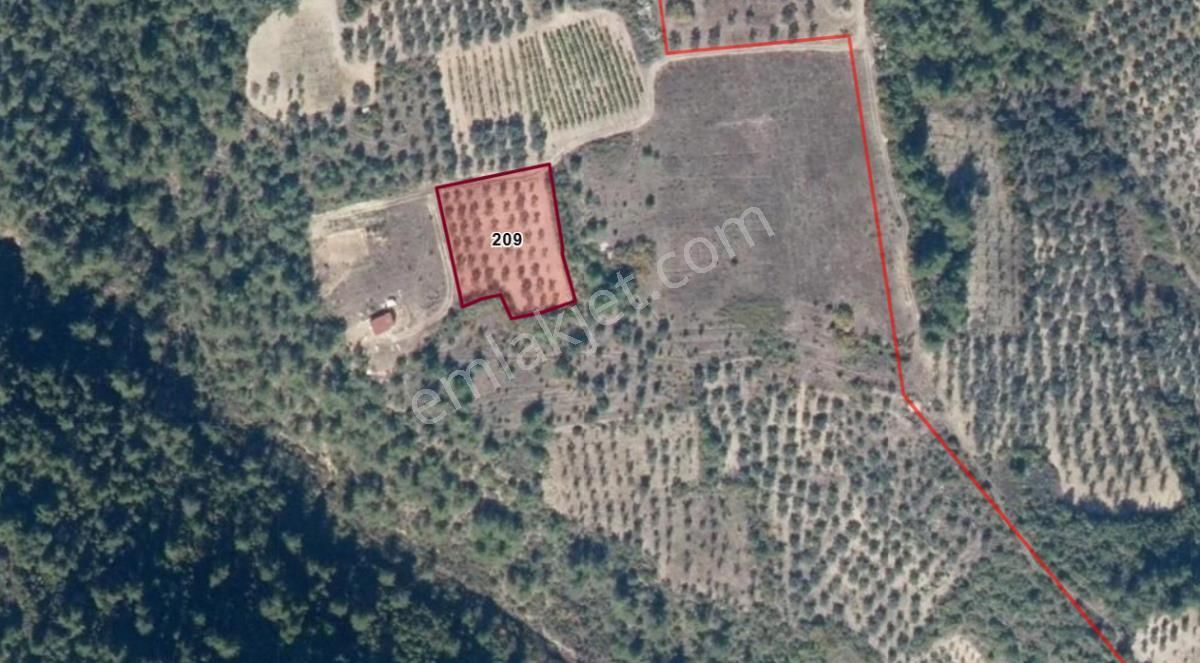 Turyapdan Pamukova Bacıköy Zeytinlik Tarla - Görsel 3