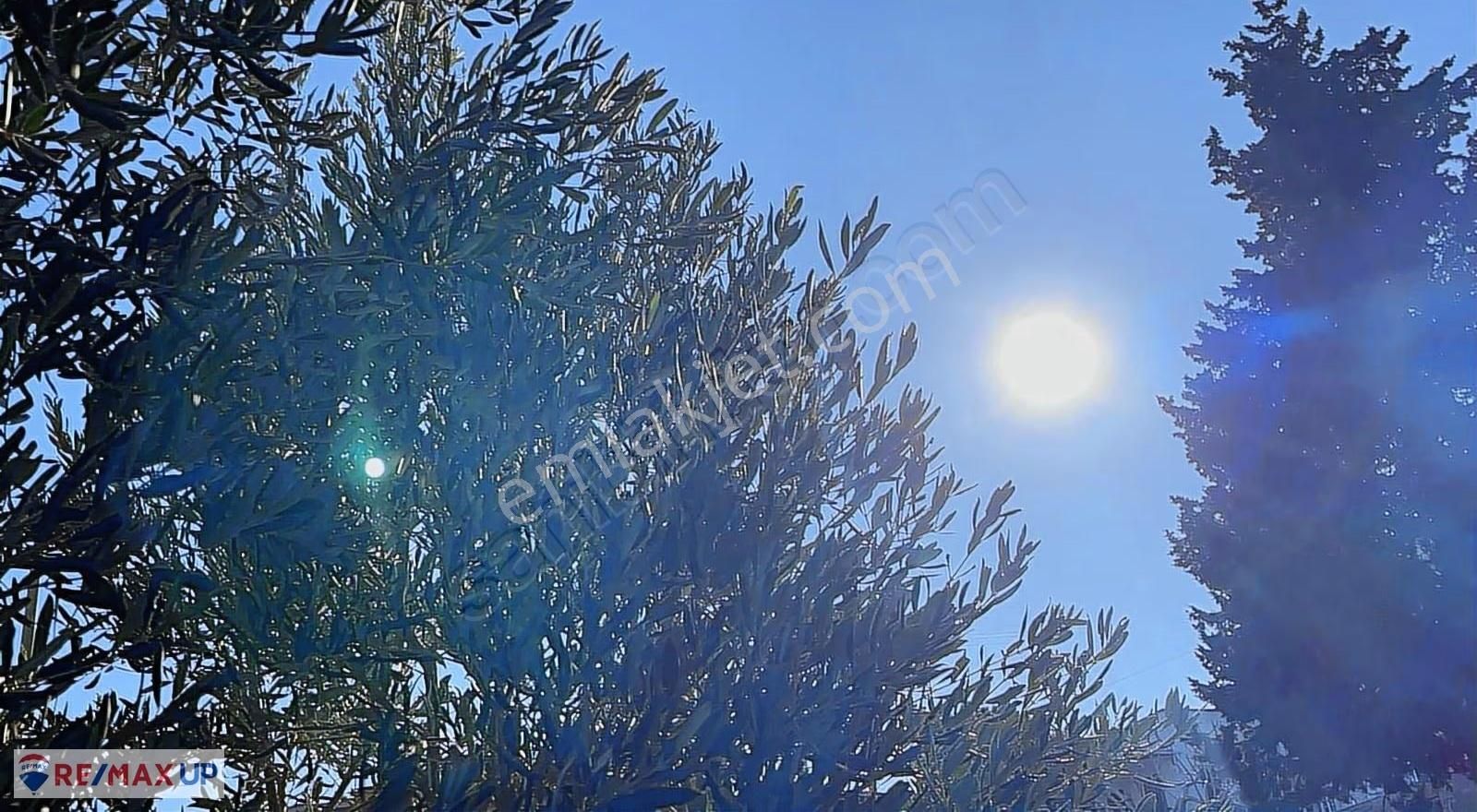 Mordoğanda Ana Yol Üzeri,altyapısı Hazır,üretim Yapan Zeytinlik - Görsel 8