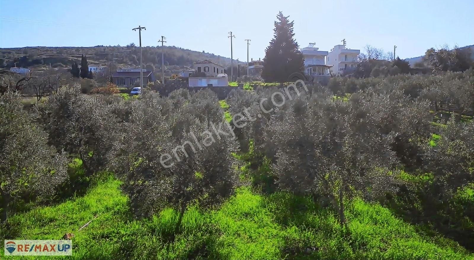 Mordoğanda Ana Yol Üzeri,altyapısı Hazır,üretim Yapan Zeytinlik - Görsel 11