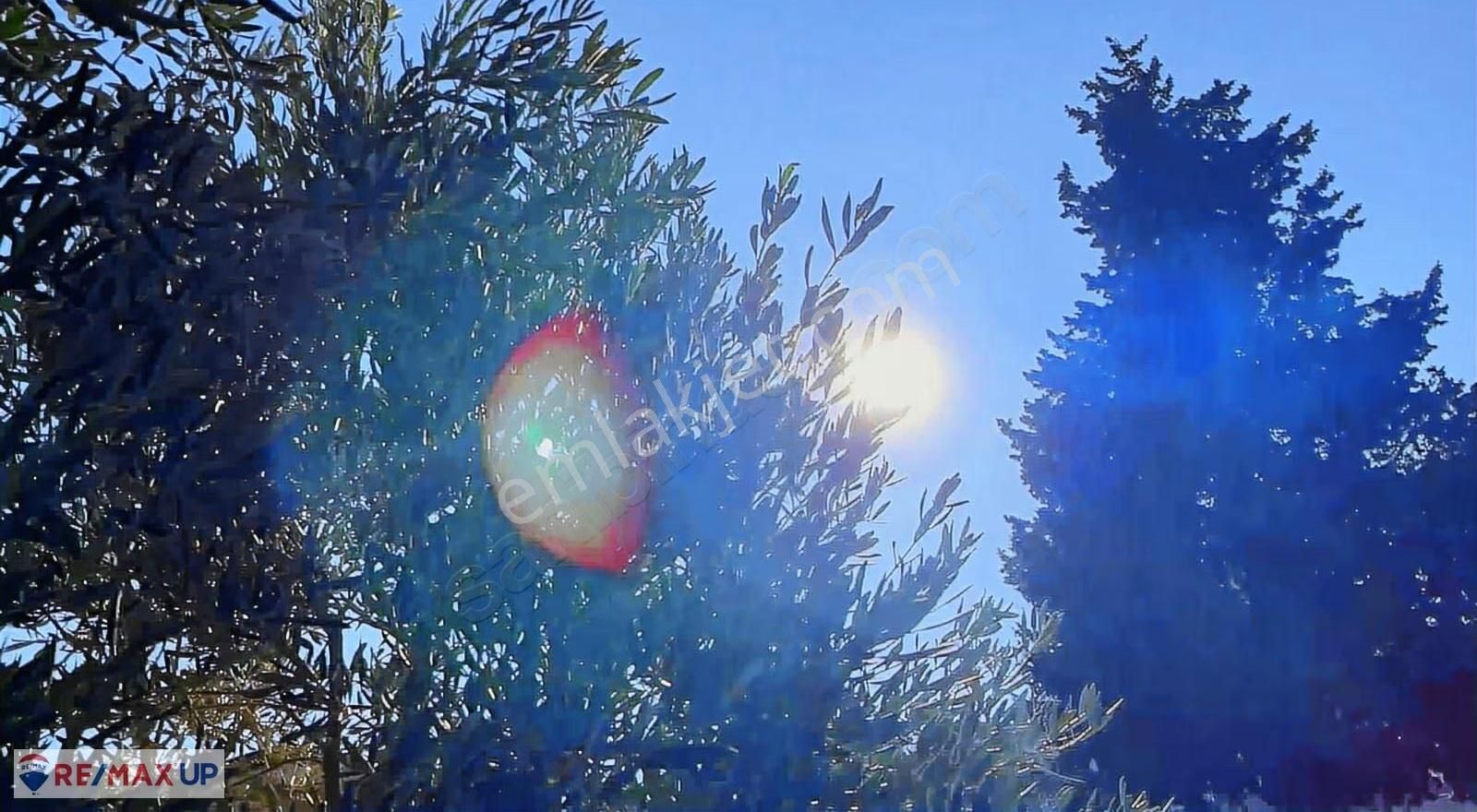 Mordoğanda Ana Yol Üzeri,altyapısı Hazır,üretim Yapan Zeytinlik - Görsel 18