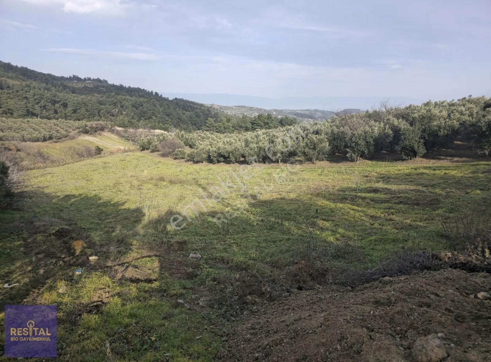 Mudanya Çepni"de Satılık 4061 M2 Manz. Zeytinlik Resital Big" De