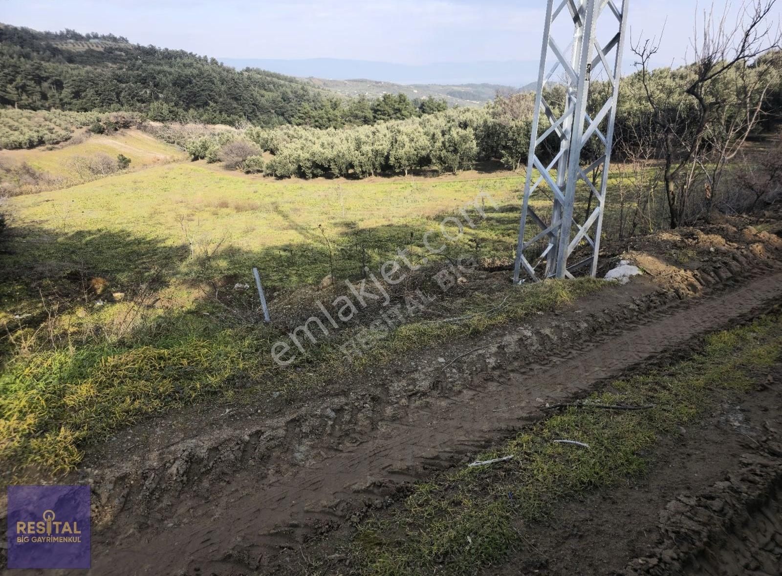 Mudanya Çepni"de Satılık 4061 M2 Manz. Zeytinlik Resital Big" De - Görsel 7