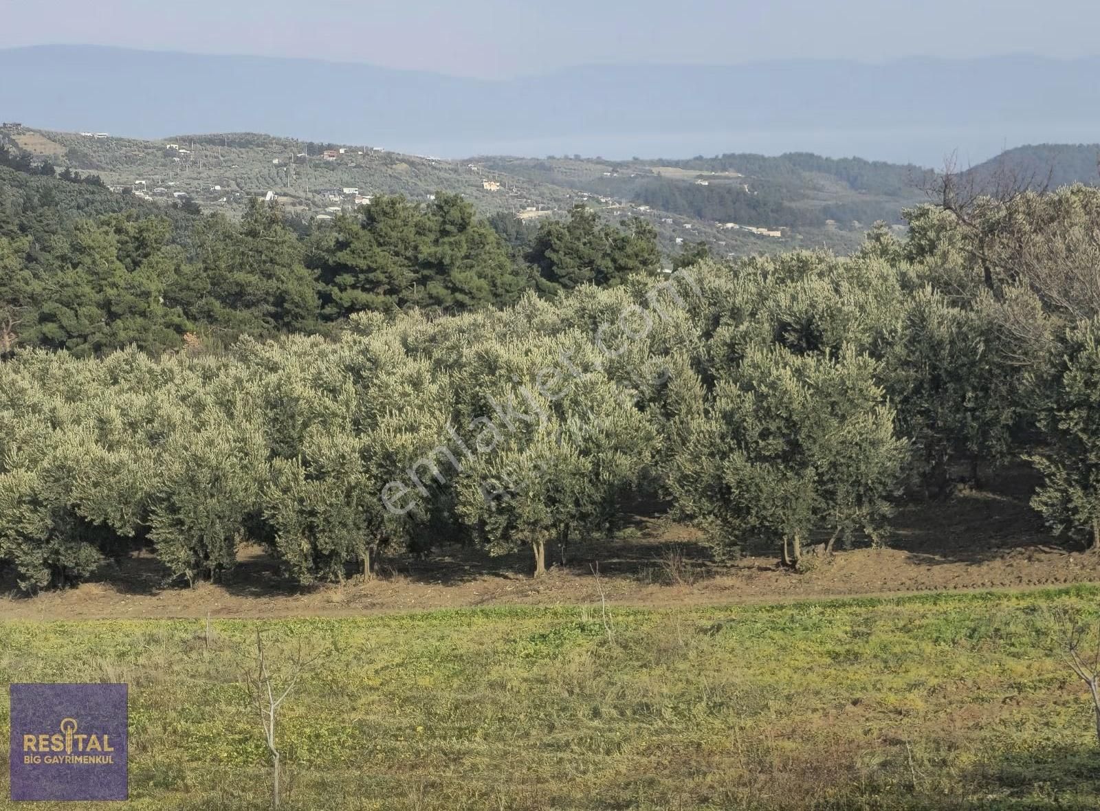 Mudanya Çepni"de Satılık 4061 M2 Manz. Zeytinlik Resital Big" De - Görsel 3