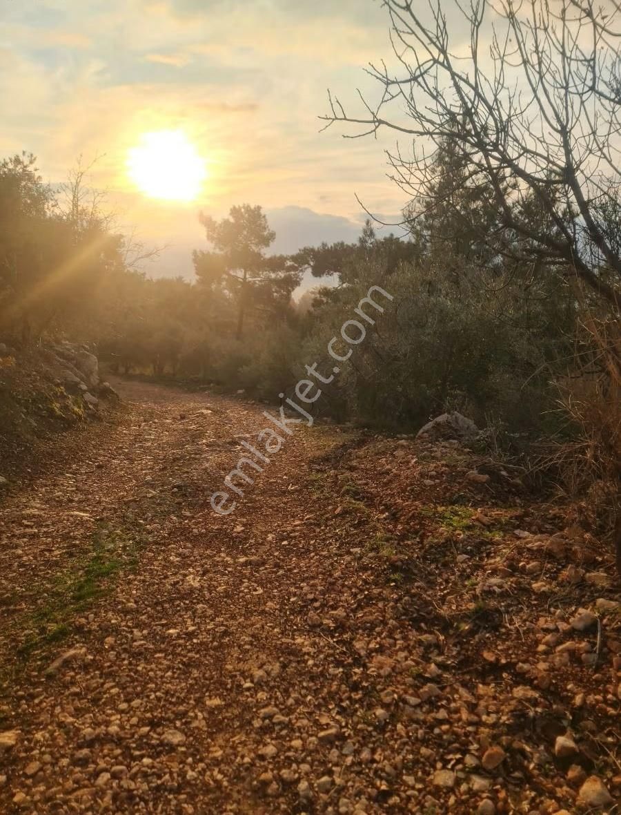 Yaka Mh.satılık 2200 M2 Satılık Tarla. - Görsel 29