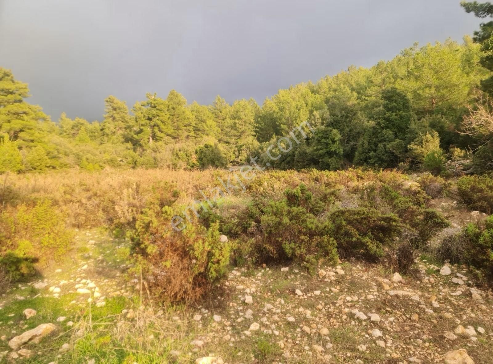 Yaka Mh.satılık 2200 M2 Satılık Tarla. - Görsel 27