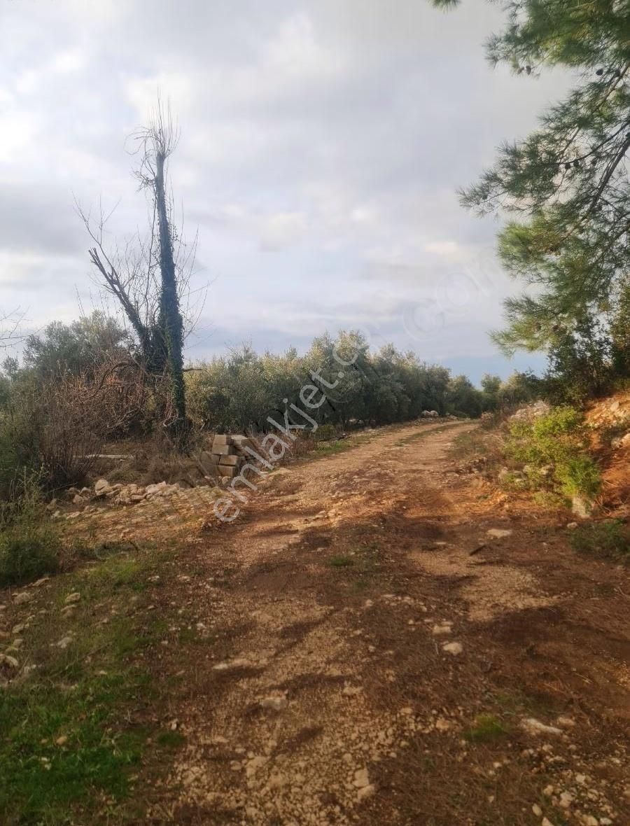Yaka Mh.satılık 2200 M2 Satılık Tarla. - Görsel 22
