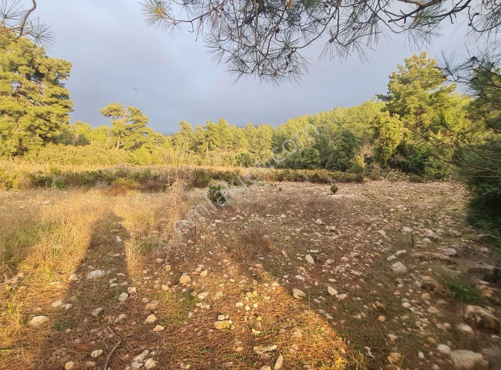 Yaka Mh.satılık 2200 M2 Satılık Tarla. - Görsel 33
