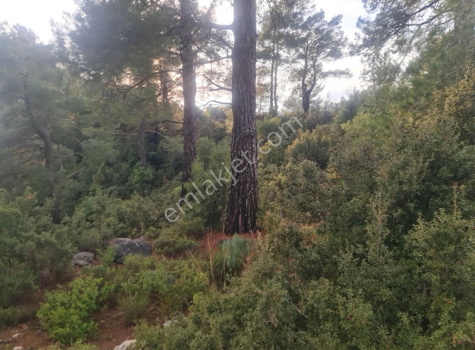 Yaka Mh.satılık 2200 M2 Satılık Tarla. - Görsel 25