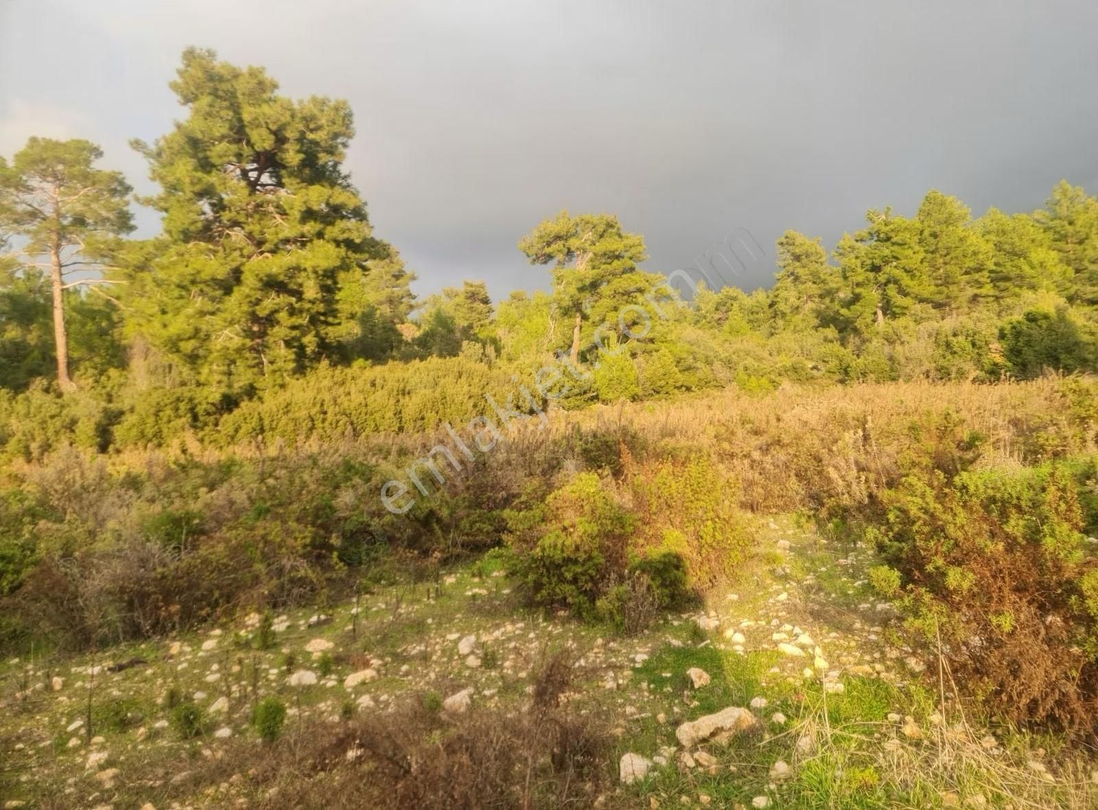 Yaka Mh.satılık 2200 M2 Satılık Tarla. - Görsel 2