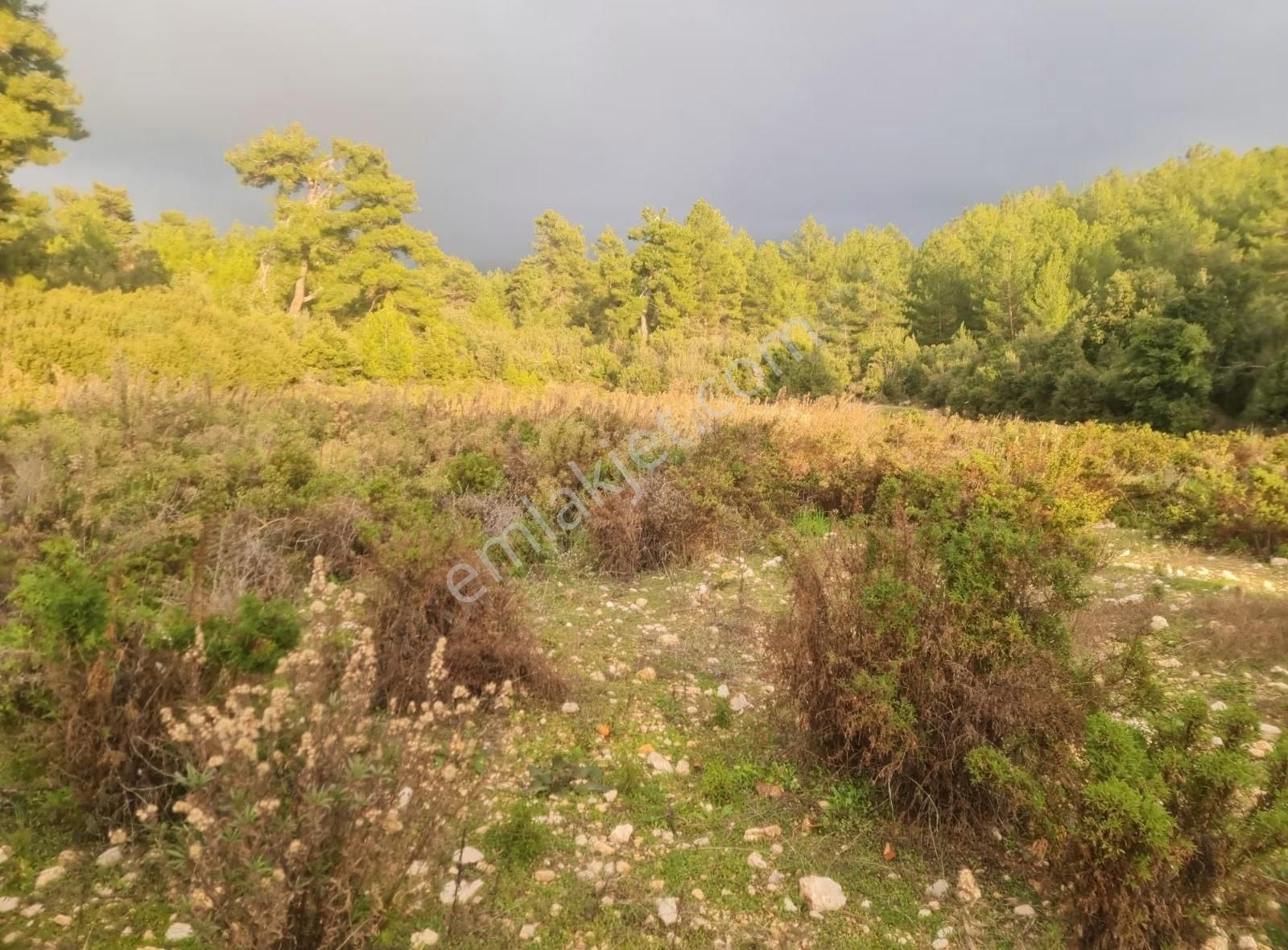 Yaka Mh.satılık 2200 M2 Satılık Tarla.
