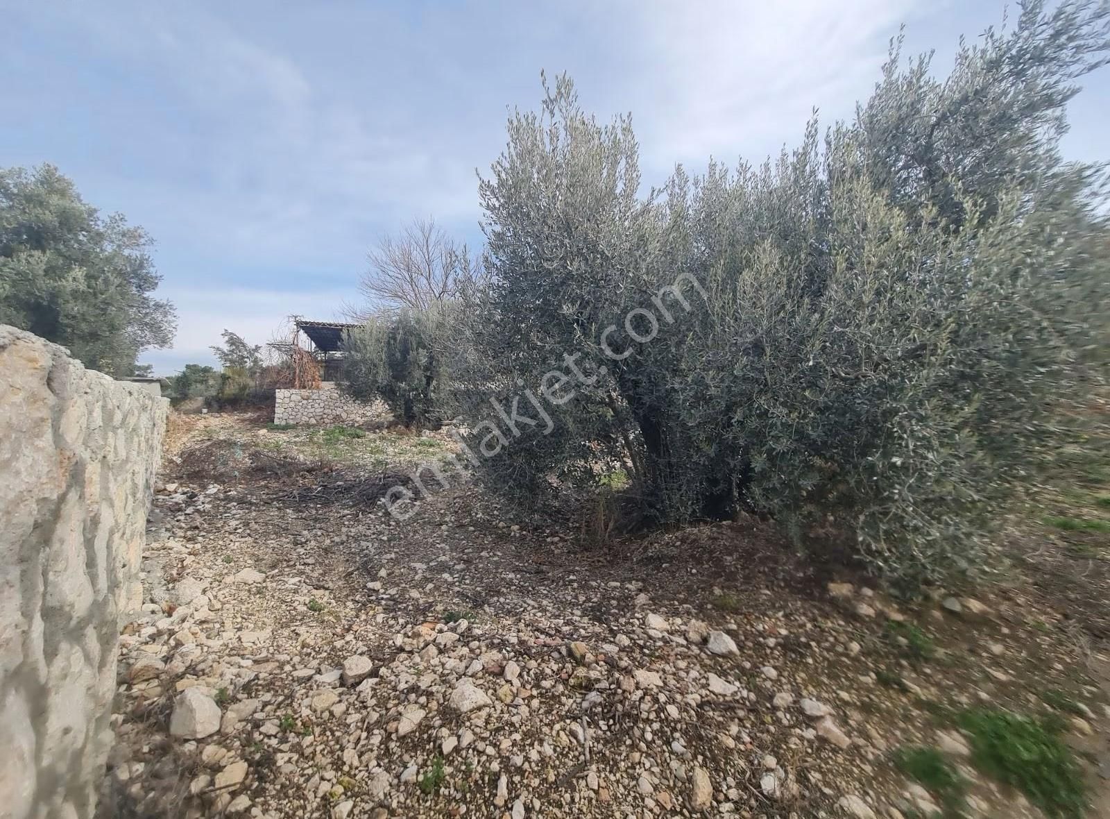 Yakaköyde 598 M2 Tarla Satılık. - Görsel 14