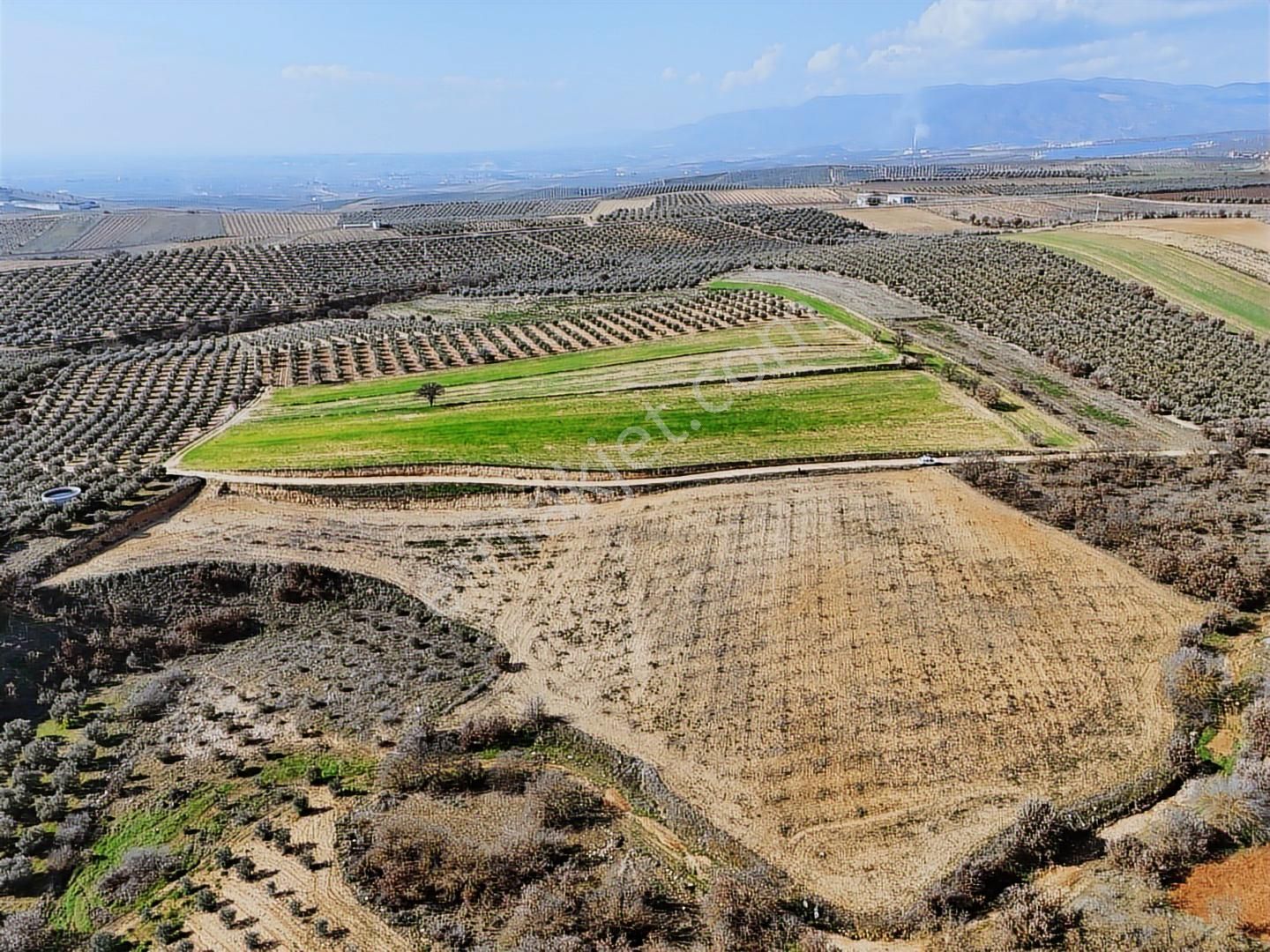 Salihli Akviran'da Satılık 11585 M2 Yenice Zeytinlik (video) - Görsel 4