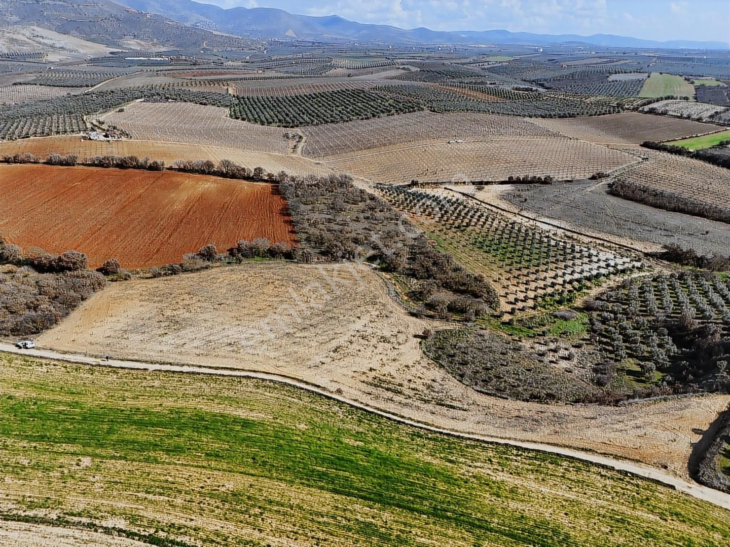 Salihli Akviran'da Satılık 11585 M2 Yenice Zeytinlik (video) - Görsel 11