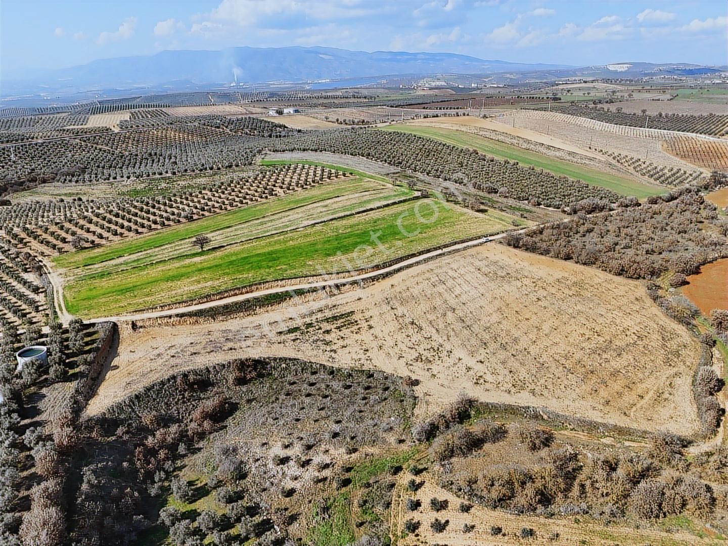 Salihli Akviran'da Satılık 11585 M2 Yenice Zeytinlik (video) - Görsel 5