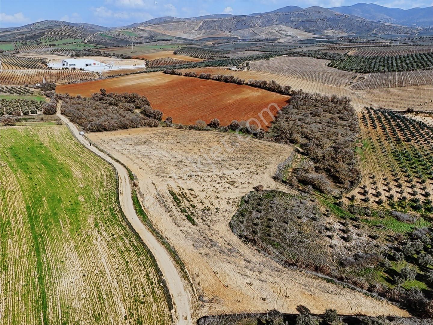Salihli Akviran'da Satılık 11585 M2 Yenice Zeytinlik (video) - Görsel 8