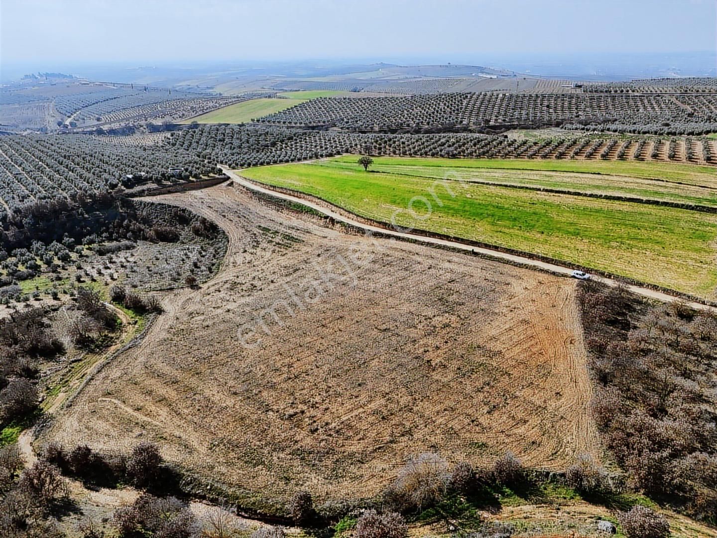 Salihli Akviran'da Satılık 11585 M2 Yenice Zeytinlik (video) - Görsel 3