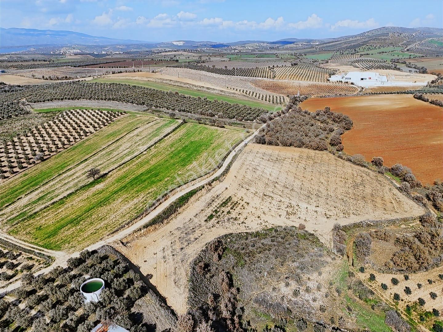 Salihli Akviran'da Satılık 11585 M2 Yenice Zeytinlik (video) - Görsel 6