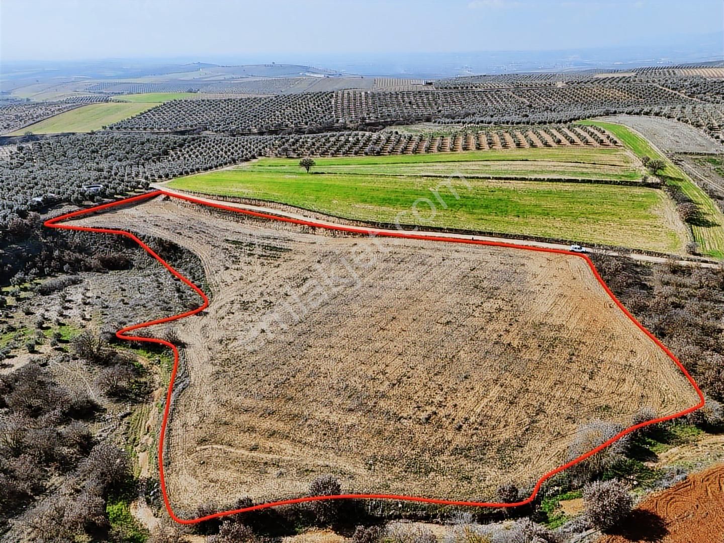 Salihli Akviran'da Satılık 11585 M2 Yenice Zeytinlik (video)