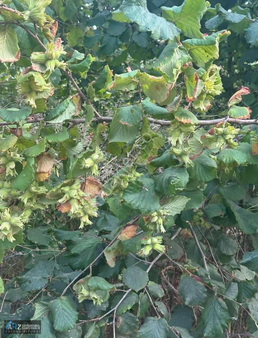 Ağva-şile Ana Asfalta Cephe Kelepir Fiyat Fırsat Fındıklık - Görsel 4