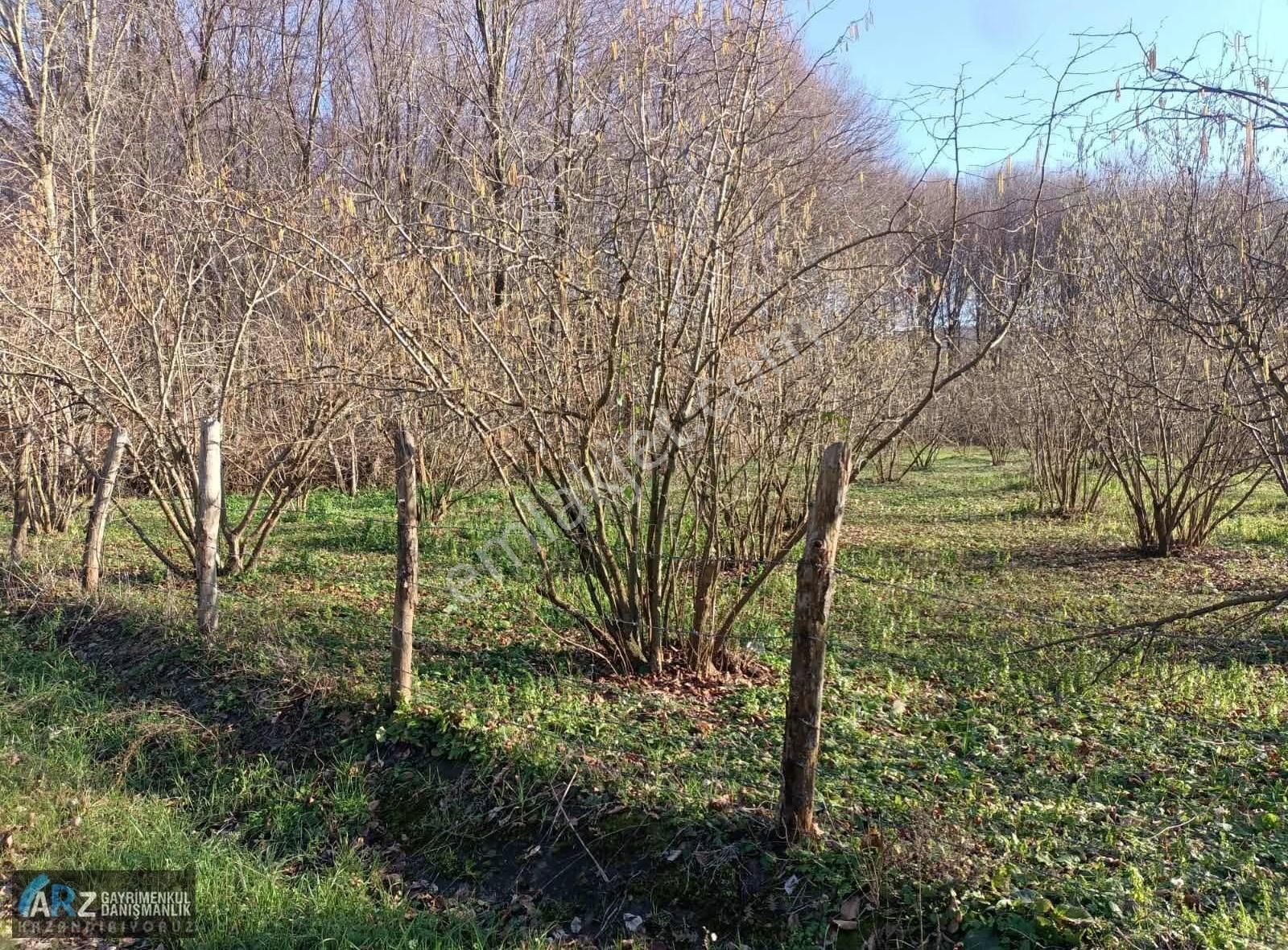 Ağva-şile Ana Asfalta Cephe Kelepir Fiyat Fırsat Fındıklık - Görsel 15