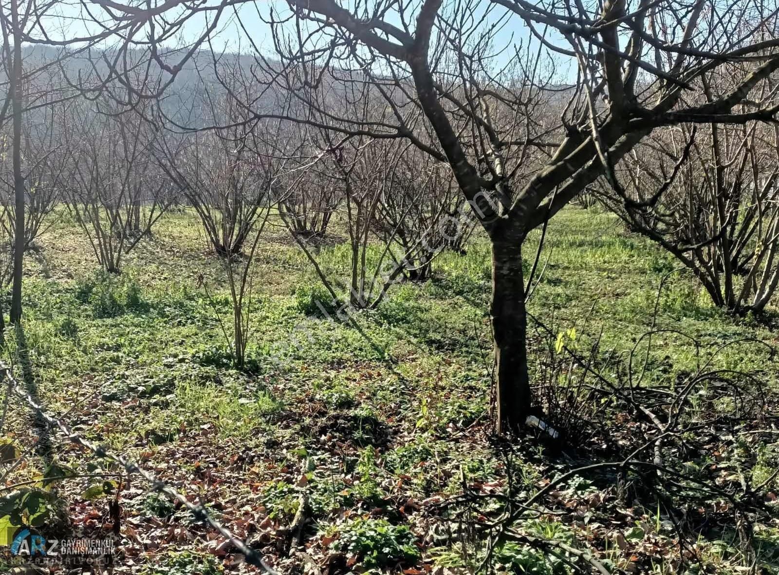 Ağva-şile Ana Asfalta Cephe Kelepir Fiyat Fırsat Fındıklık - Görsel 14