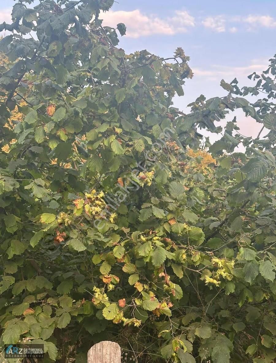 Ağva-şile Ana Asfalta Cephe Kelepir Fiyat Fırsat Fındıklık - Görsel 2