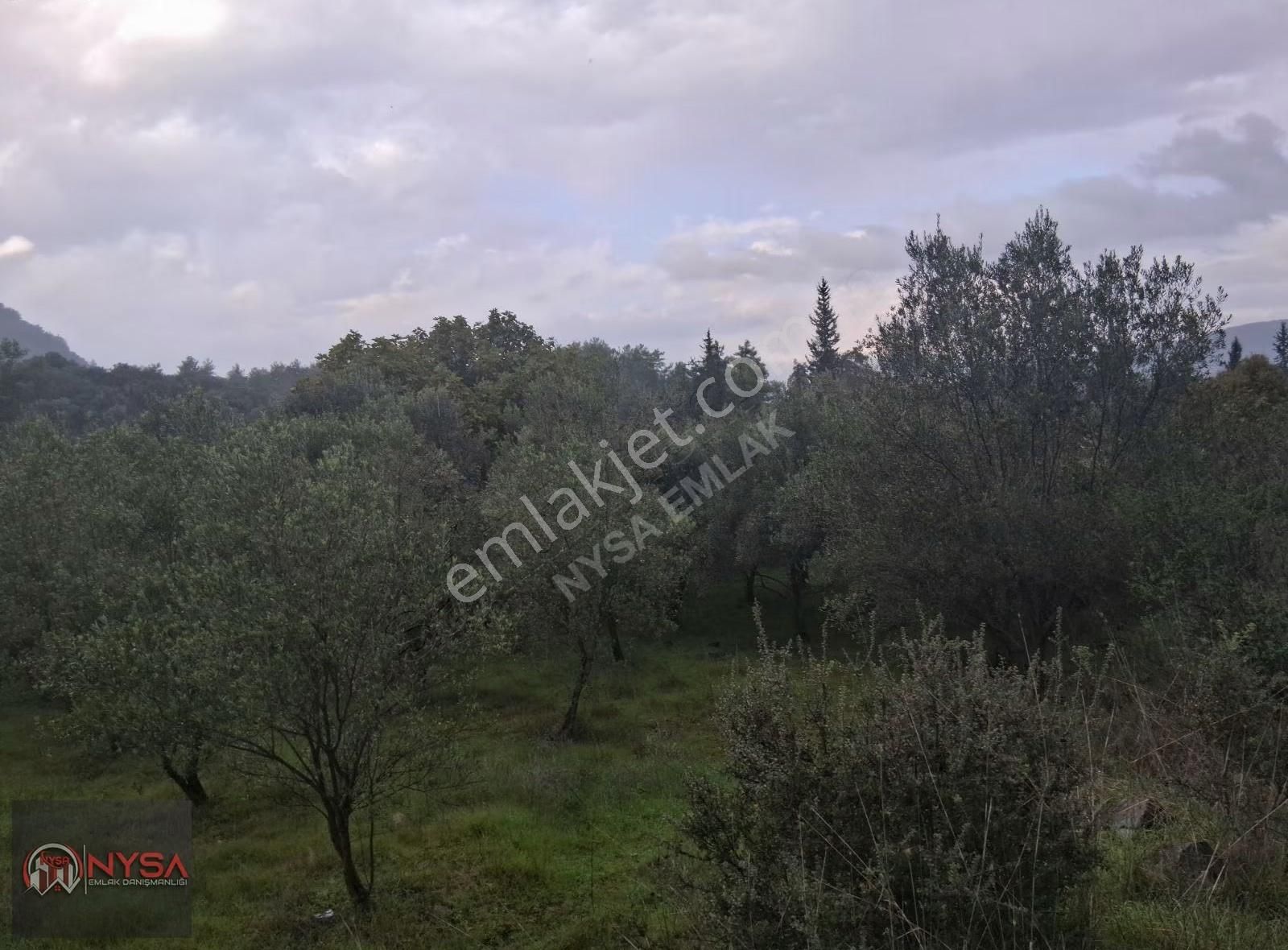 Nysa Emlak'tan 700 M2 Satılık Hisseli Zeytinlik - Görsel 9