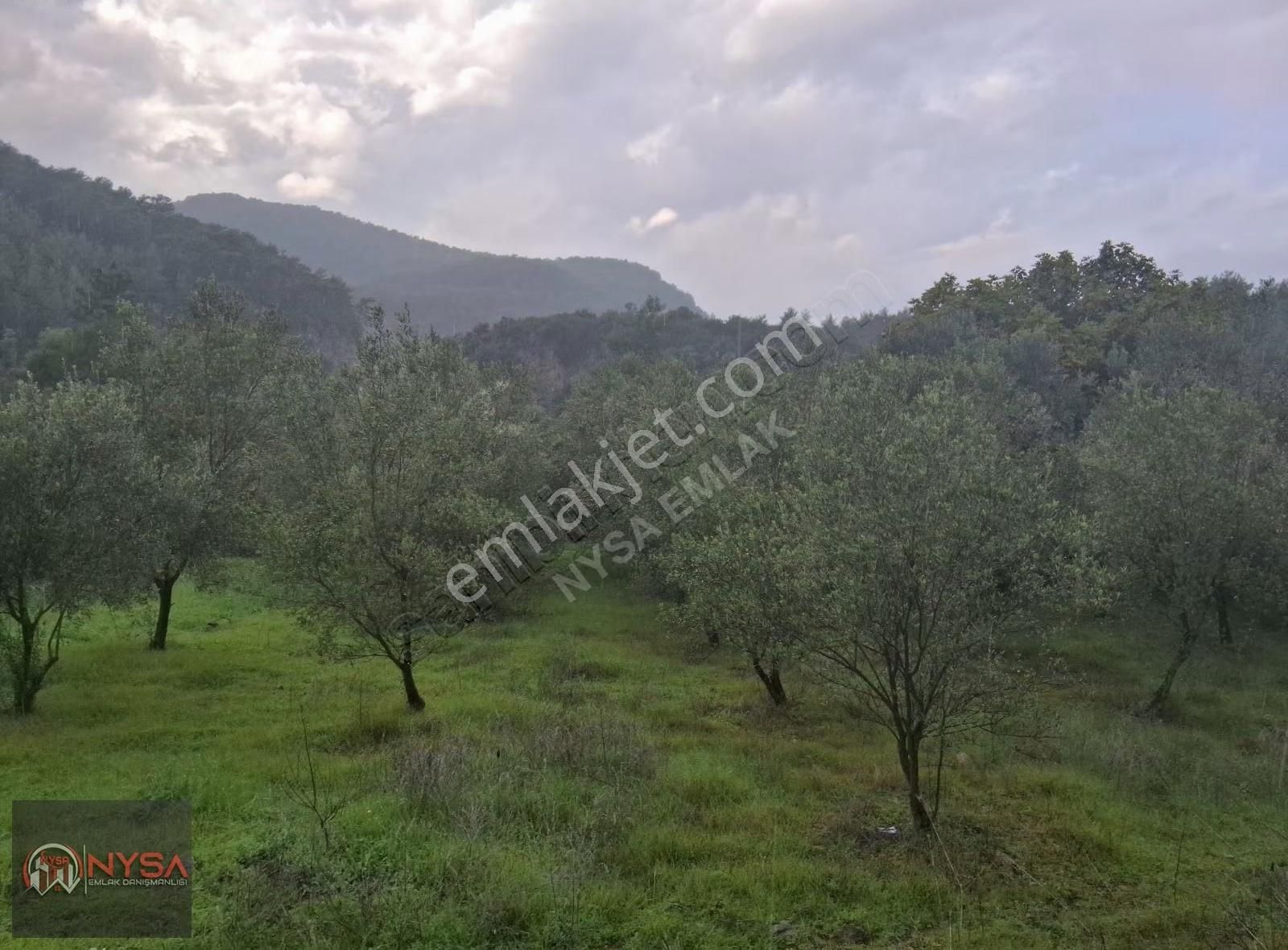 Nysa Emlak'tan 700 M2 Satılık Hisseli Zeytinlik - Görsel 13