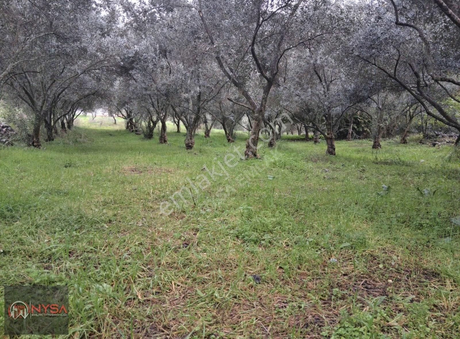 Nysa Emlak'tan 700 M2 Satılık Hisseli Zeytinlik