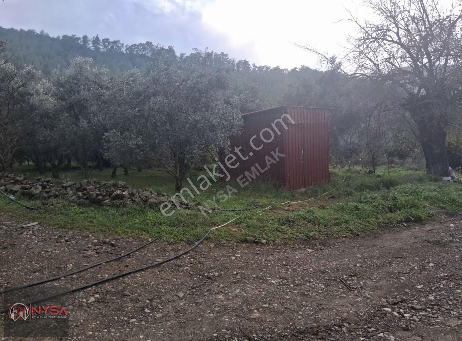 Nysa Emlak'tan 700 M2 Satılık Hisseli Zeytinlik - Görsel 7