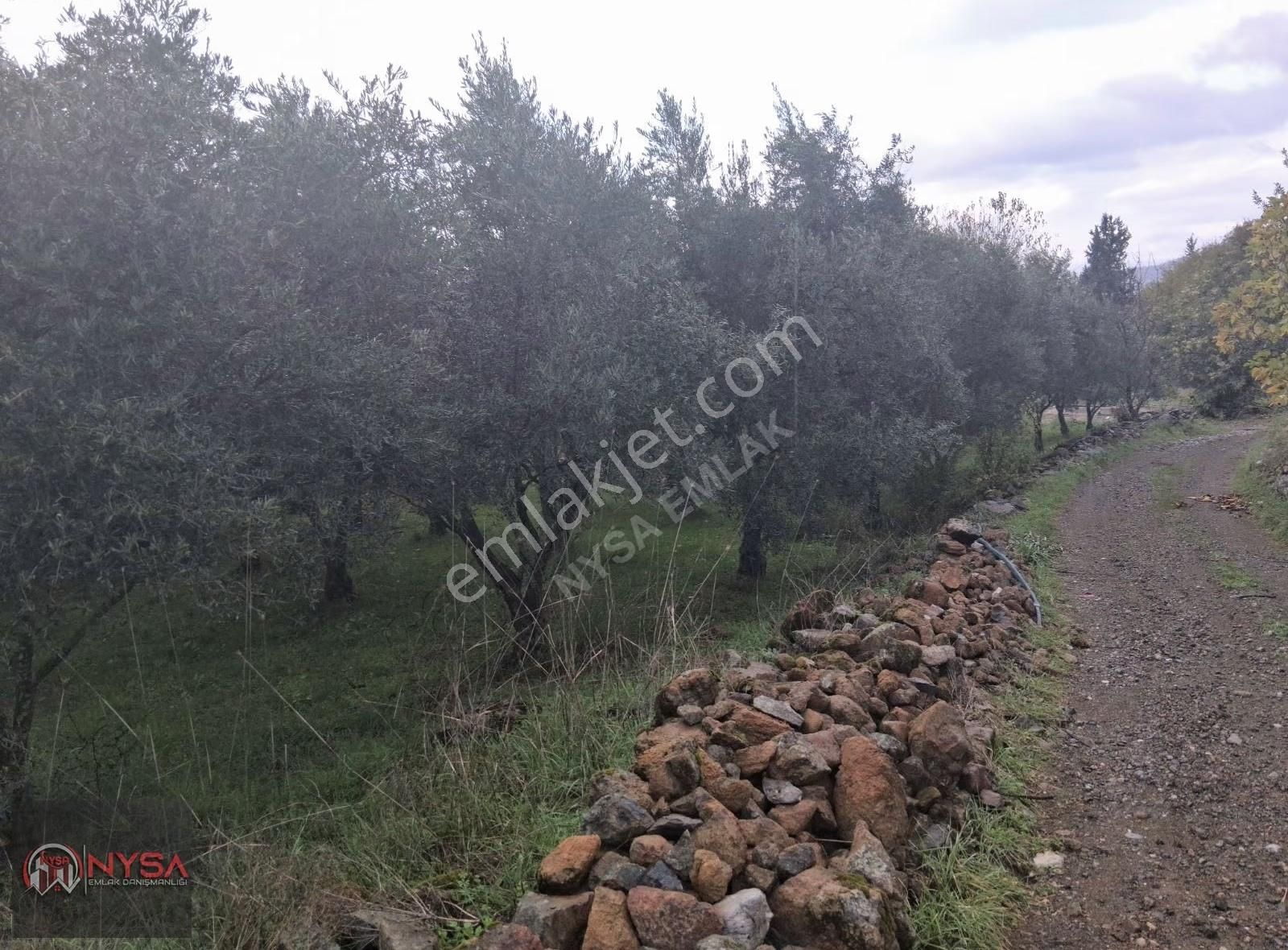 Nysa Emlak'tan 700 M2 Satılık Hisseli Zeytinlik - Görsel 3