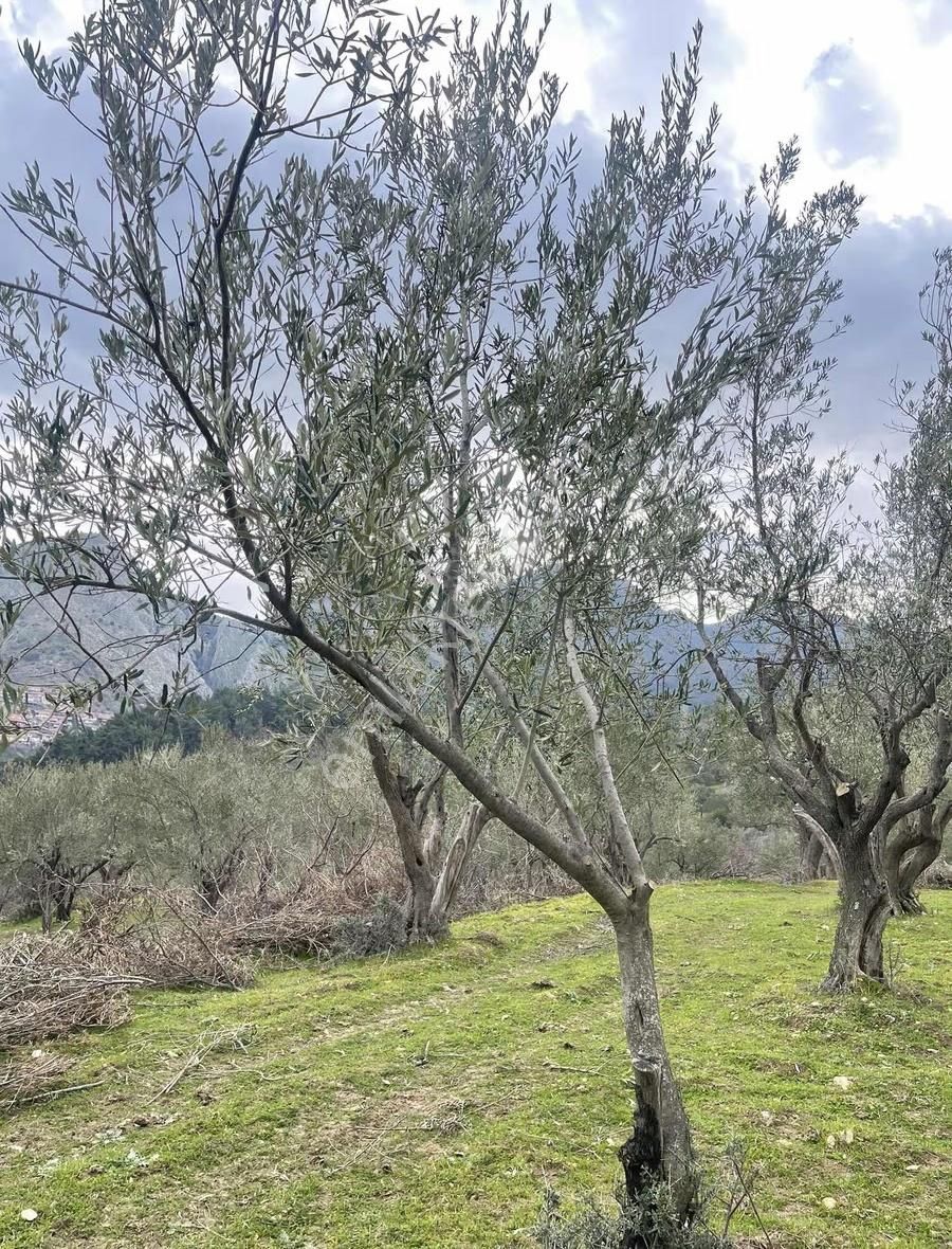 Akgün'den Darkale'de Satılık Zeytinlik - Görsel 27