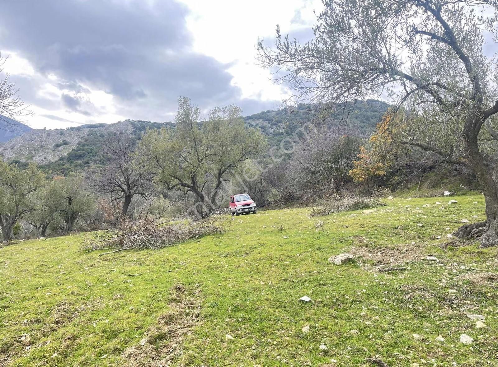 Akgün'den Darkale'de Satılık Zeytinlik - Görsel 5