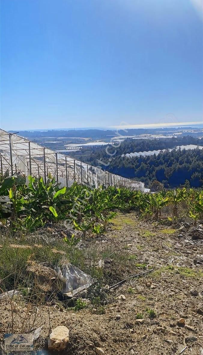 Acilen Satılık Alanya Örenşehir De Kelepir Muz Serası - Görsel 6