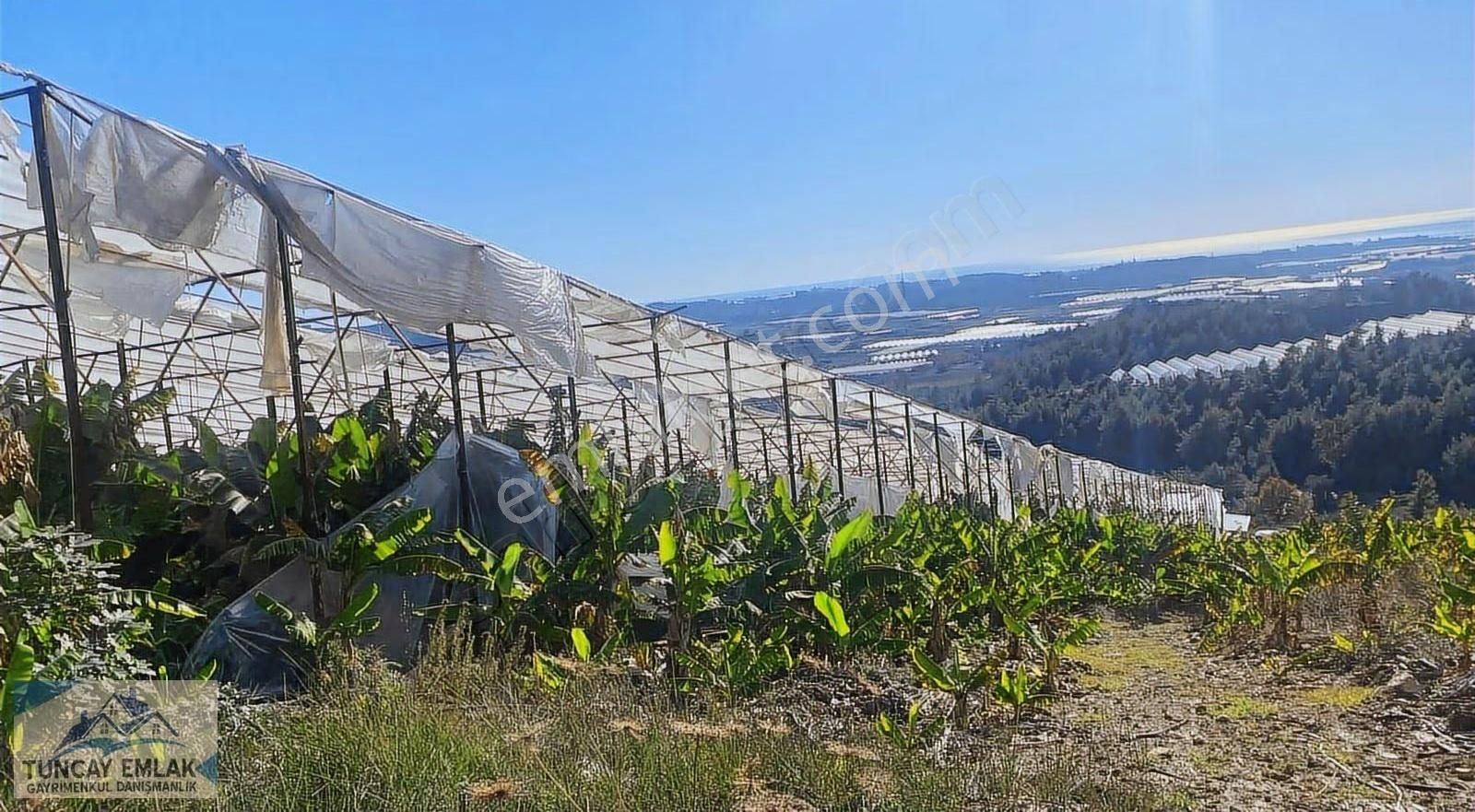 Acilen Satılık Alanya Örenşehir De Kelepir Muz Serası