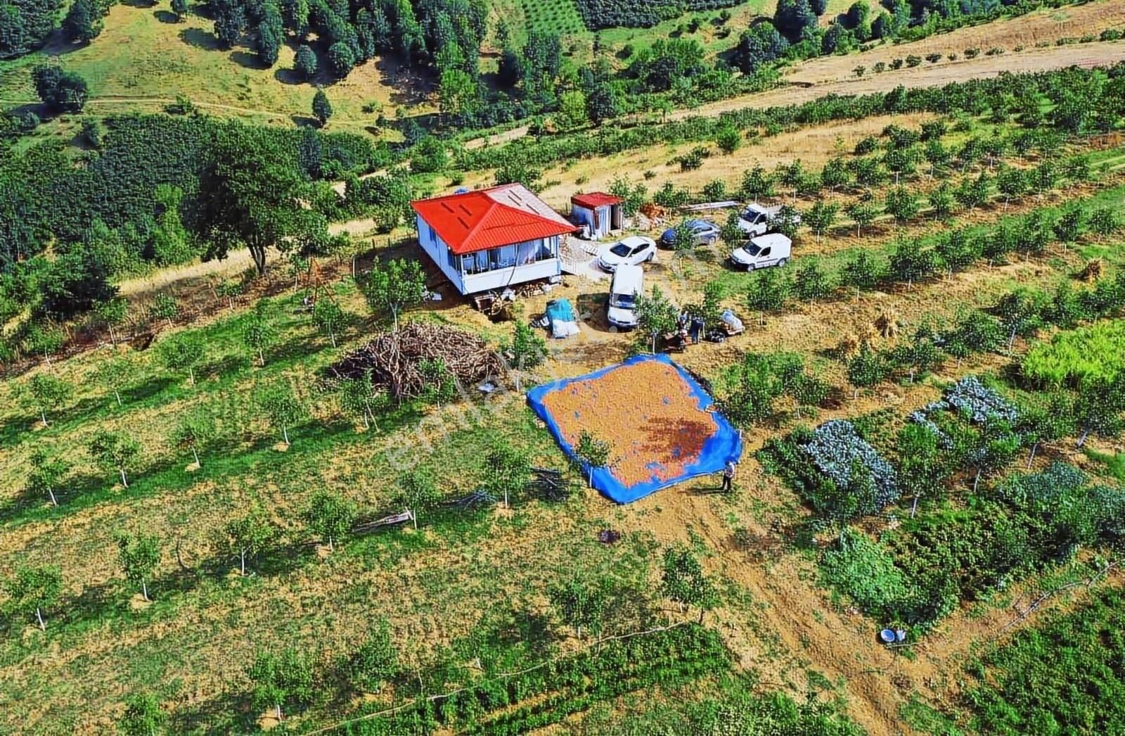 Bafra'da 70 Bin M2 Profosyenel Ceviz Ve Fındık Bahçesi - Görsel 10