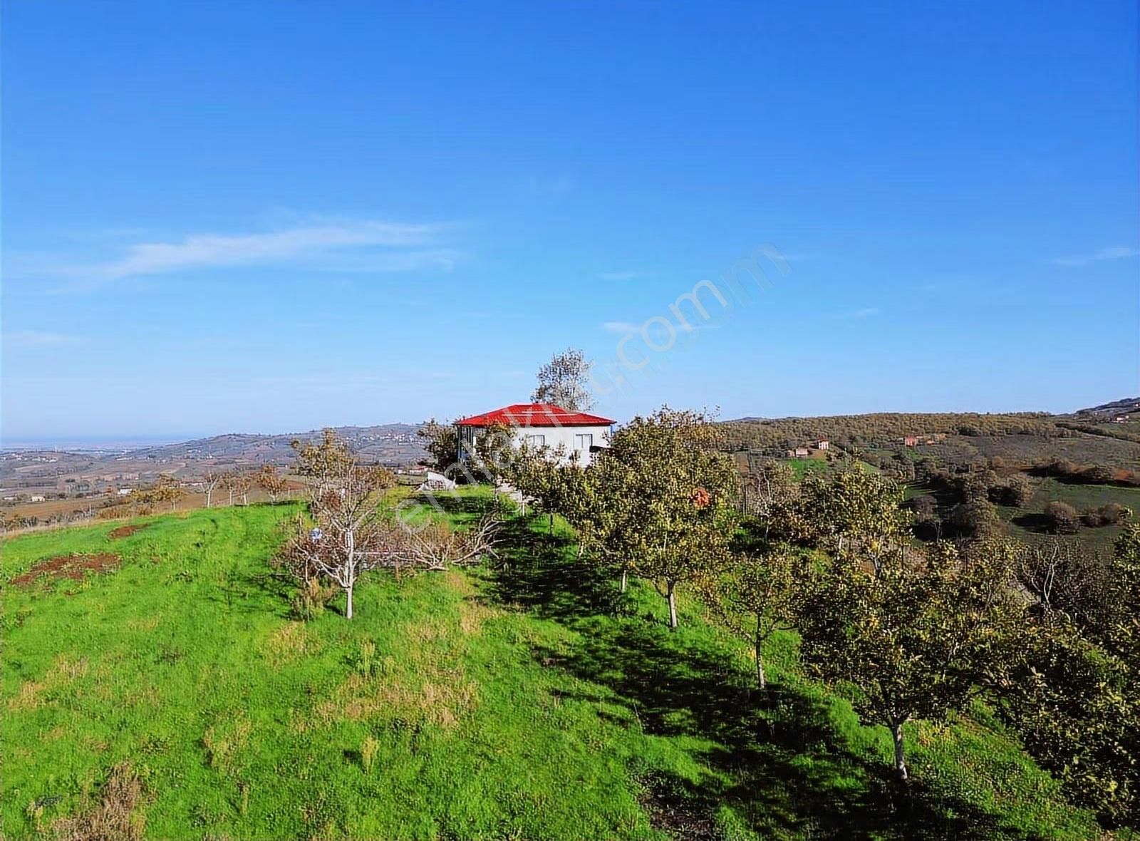 Bafra'da 70 Bin M2 Profosyenel Ceviz Ve Fındık Bahçesi - Görsel 4