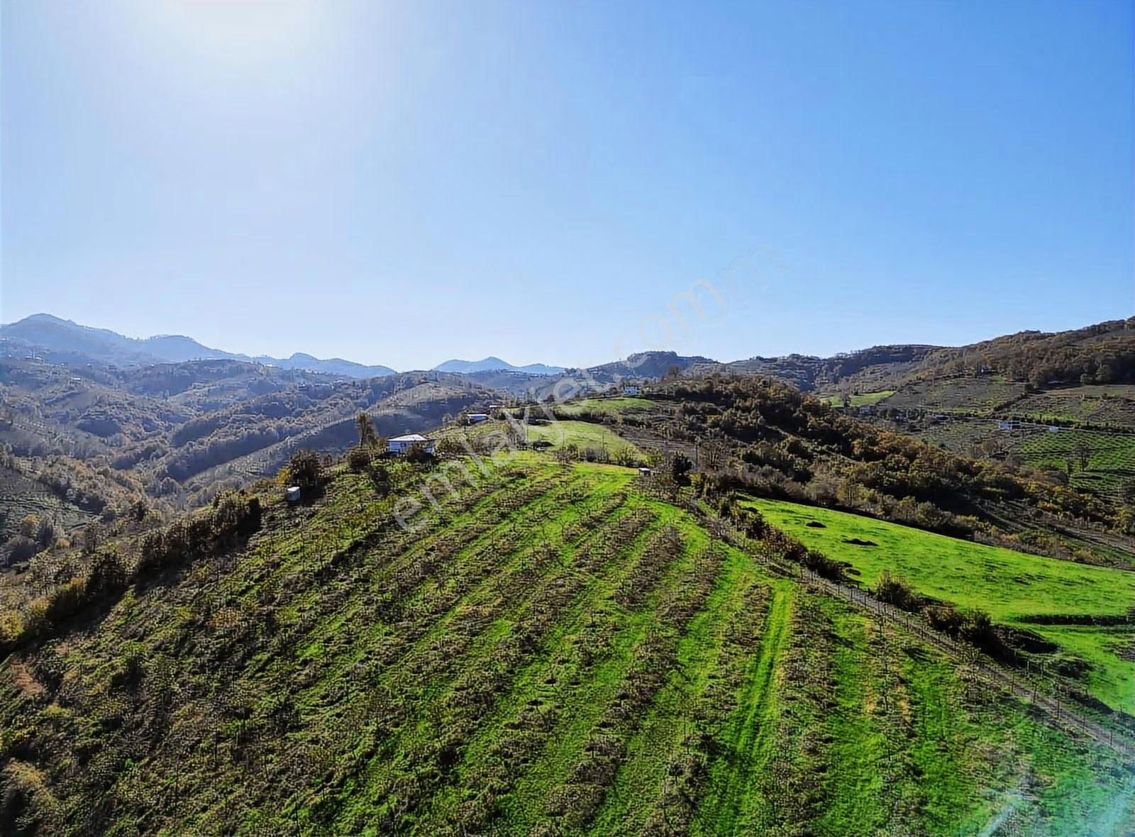 Bafra'da 70 Bin M2 Profosyenel Ceviz Ve Fındık Bahçesi - Görsel 3