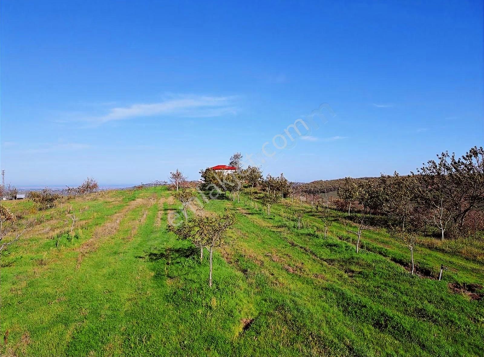 Bafra'da 70 Bin M2 Profosyenel Ceviz Ve Fındık Bahçesi - Görsel 2