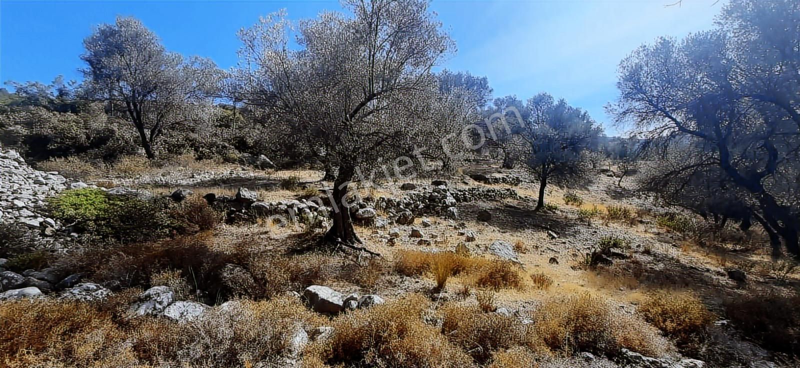 Karaburun Eğlenhocada Yola Cepheli 7.128m2 Zeytin Ağaçlı Tarla - Görsel 13