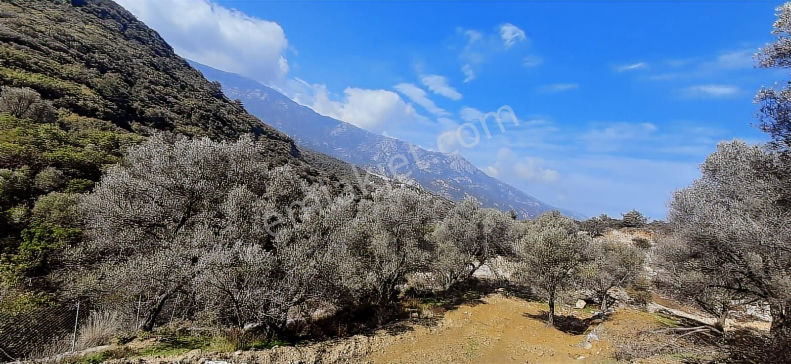 Karaburun Eğlenhocada Yola Cepheli 7.128m2 Zeytin Ağaçlı Tarla - Görsel 7