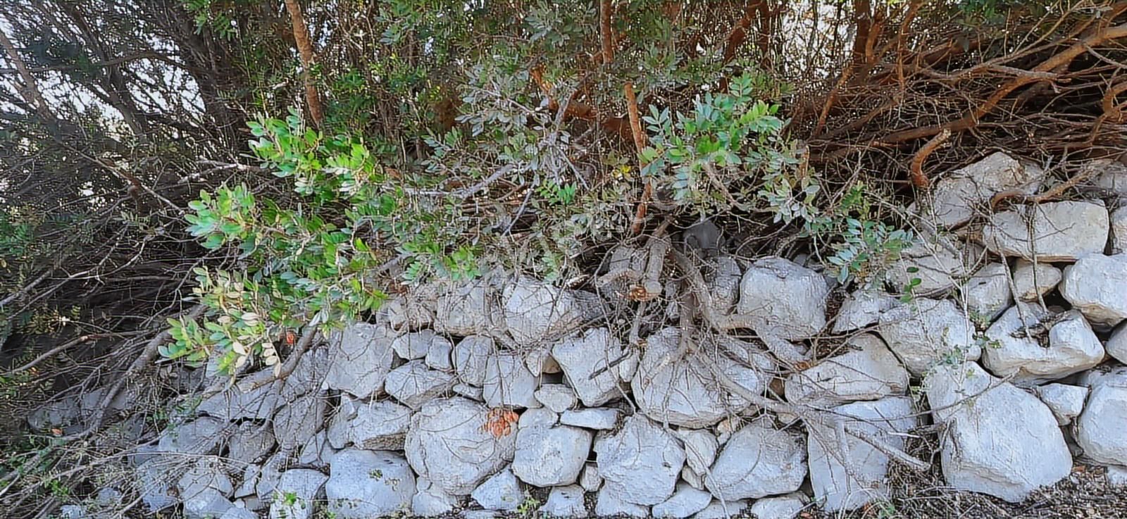 Karaburun Eğlenhocada Yola Cepheli 7.128m2 Zeytin Ağaçlı Tarla - Görsel 16